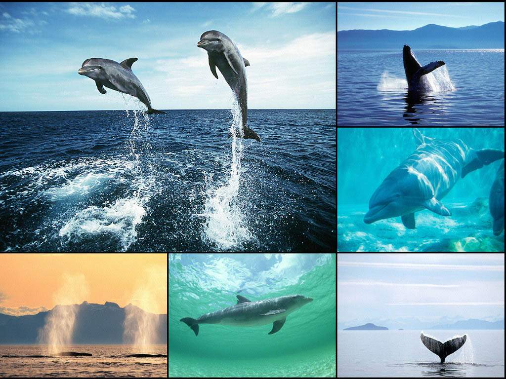 photo dauphins
