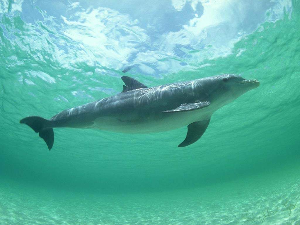 photo dauphins